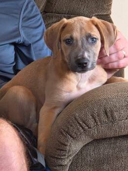 Sarg -  Black Mouth Cur Dog for Adoption in Berlin, New Jersey - Sarg | PetCurious