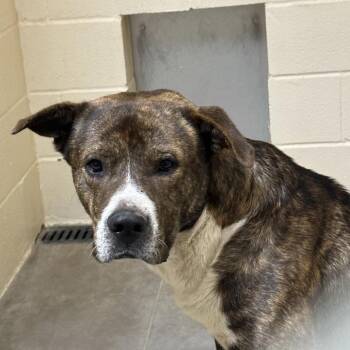 Pit Bull Terrier Dogs Available for Adoption in Palestine, Texas - Griffin | PetCurious