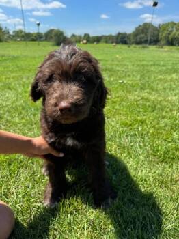 Ivan -  Poodle and Husky Dog for Adoption in Murphysboro, Illinois - Ivan | PetCurious