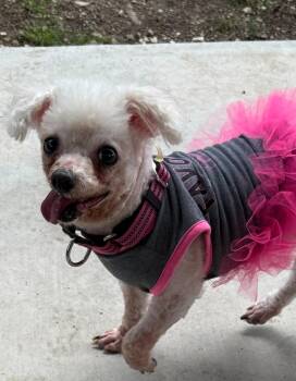 Maltipoo Dogs Available for Adoption in Garland, Texas - Debbie | PetCurious