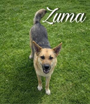 Shepherd Dogs Available for Adoption - Zuma | PetCurious