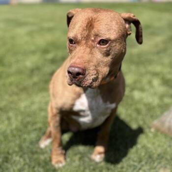 Mixed Breed Dogs Available for Adoption in Janesville, Wisconsin - Tawny | PetCurious
