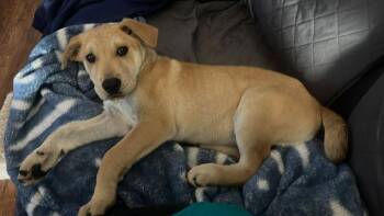 Terrier Dogs Available for Adoption - Angelo | PetCurious