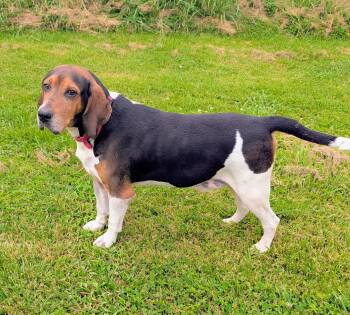 Lenny -  Coonhound Dog for Adoption in Maysville, Kentucky - Lenny | PetCurious