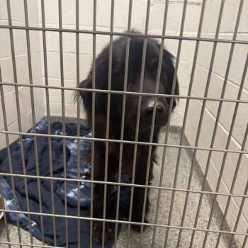 JAS-Stray-10770_2 -  Mixed Breed Dog for Adoption in Jeffersonville, Indiana - JAS-Stray-10770_2 | PetCurious