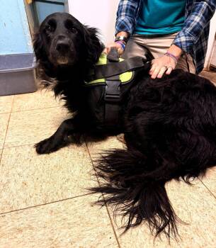 Kozy -  Black Labrador Retriever and Australian Shepherd Dog for Adoption in Metropolis, Illinois - Kozy | PetCurious