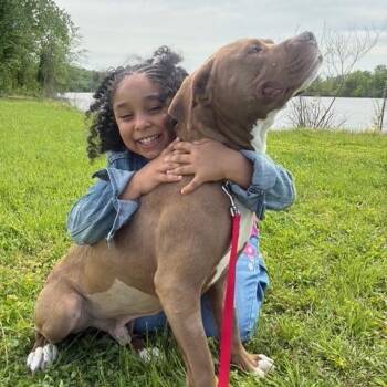 Razzle Dazzle (Sponsored) -  American Staffordshire Terrier and Pit Bull Terrier Dog for Adoption in East St. Louis, Illinois - Razzle Dazzle (Sponsored) | PetCurious