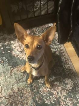 Mama June -  Dachshund and Chihuahua Dog for Adoption in Lafayette, California - Mama June | PetCurious