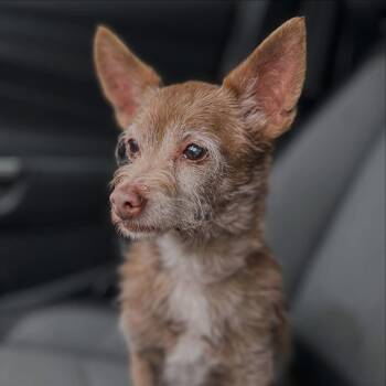 Chihuahua and Terrier Dogs Available for Adoption in West Falls, New York - Sancho  | PetCurious