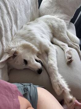 Kodi -  Great Pyrenees Dog for Adoption in Garland, Texas - Kodi | PetCurious
