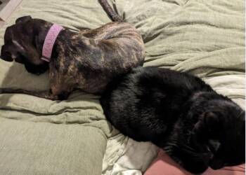 Labrador Retriever and American Staffordshire Terrier Dogs Available for Adoption in Decatur, Georgia - Rory | PetCurious