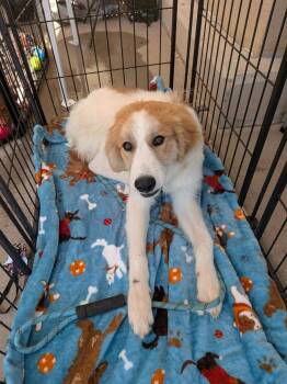Chris -  Great Pyrenees Dog for Adoption in Wichita Falls, Texas - Chris | PetCurious