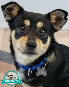 Jacoby -  Chihuahua and Terrier Dog for Adoption in Kennesaw, Georgia - Jacoby | PetCurious