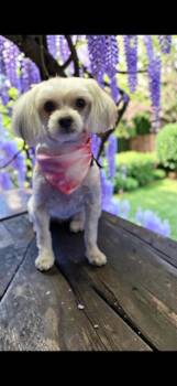 Wendi -  Maltese and Yorkshire Terrier Dog for Adoption in Cushing, Oklahoma - Wendi | PetCurious