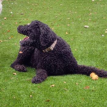 Rescue Poodle Dogs for Adoption in Anderson, South Carolina - Watson | PetCurious