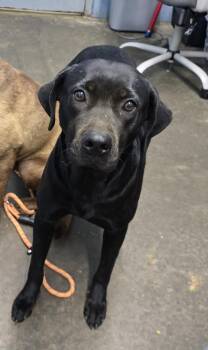 Snow White -  Retriever Dog for Adoption in Evansville, Indiana - Snow White | PetCurious