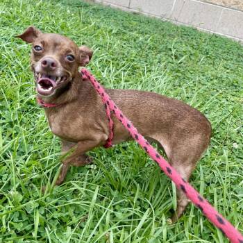 Copper -  Chihuahua and Mixed Breed Dog Available for Adoption in Beaumont, Texas - Copper | PetCurious