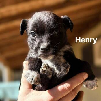 Terrier Dogs Available for Adoption - Henry  | PetCurious