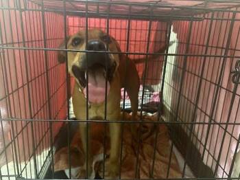 Max -  Labrador Retriever Dog for Adoption in Austin, Texas - Max | PetCurious