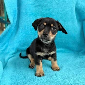 Chihuahua and Rat Terrier Dogs Available for Adoption - Cereal | PetCurious