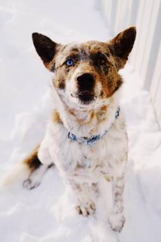 Hamlet -  Australian Cattle Dog Blue Heeler Dog for Adoption in Glenpool, Oklahoma - Hamlet | PetCurious
