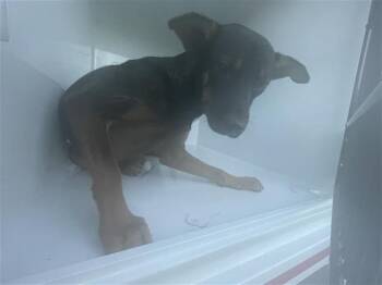 A660641 -  German Shepherd Dog and Mixed Breed Dog for Adoption in Houston, Texas - A660641 | PetCurious