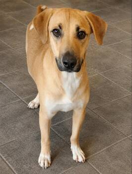 Gator (Adopt or Foster) -  Black Mouth Cur Dog for Adoption in Fairfax, Virginia - Gator (Adopt Or Foster) | PetCurious