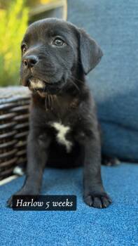 Harlow -  Australian Shepherd and Pit Bull Terrier Dog for Adoption in Texarkana, Texas - Harlow | PetCurious