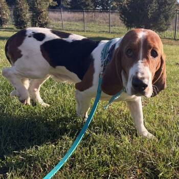 Uncle Fester -  Mixed Breed Dog for Adoption in Canal Winchester, Ohio - Uncle Fester | PetCurious