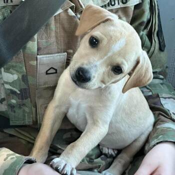Louise -  Yellow Labrador Retriever Dog for Adoption in Brainerd, Minnesota - Louise | PetCurious