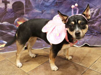 Rescue Miniature Pinscher and Chihuahua Dogs for Adoption in Apple Valley, California - Temu | PetCurious