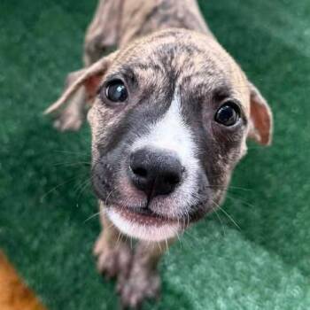 Boxer and Labrador Retriever Dogs Available for Adoption - Hurley | PetCurious