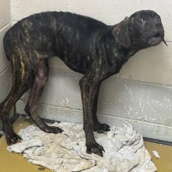 Cane Corso Dogs Available for Adoption in Henderson, Kentucky - Naomi | PetCurious