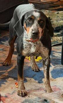 Beagle and Hound Dogs Available for Adoption in Overland Park, Kansas - June Carter Cash - Fostered In SE Nebraska | PetCurious
