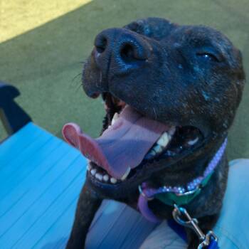 Slim Jim -  Mixed Breed Dog for Adoption in Greensboro, North Carolina - Slim Jim | PetCurious