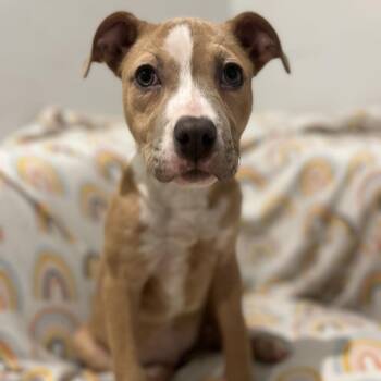 Terrier and Mixed Breed Dogs Available for Adoption - Charlotte | PetCurious