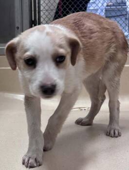 Pit Bull Terrier and Mixed Breed Dogs Available for Adoption - Harper | PetCurious