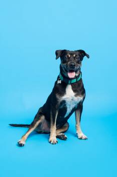 Annabelle -  Hound Dog for Adoption in Nashville, Tennessee - Annabelle | PetCurious