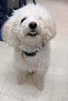Sweetie Pie -  Bichon Frise Dog for Adoption in Tulsa, Oklahoma - Sweetie Pie | PetCurious