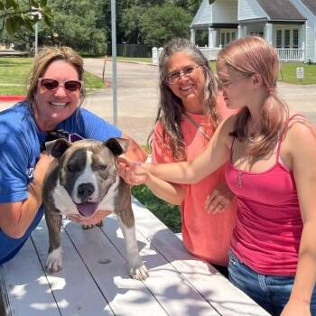 Holly the Best Family Dog -  Staffordshire Bull Terrier and American Staffordshire Terrier Dog for Adoption in Friendswood, Texas - Holly The Best Family Dog | PetCurious