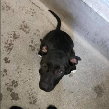 Black Labrador Retriever Dogs Available for Adoption in Los Angeles, California - Frodo | PetCurious