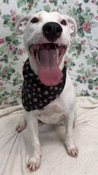 261280  Ella -  Pit Bull Terrier Dog for Adoption in Wetumpka, Alabama - 261280  Ella | PetCurious
