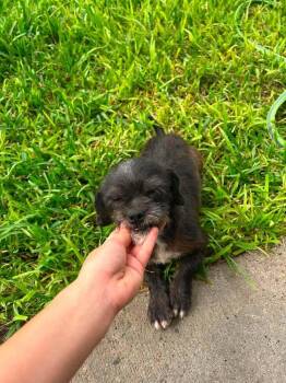 Birdie (TX) -  Terrier Dog for Adoption in New York, New York - Birdie (TX) | PetCurious