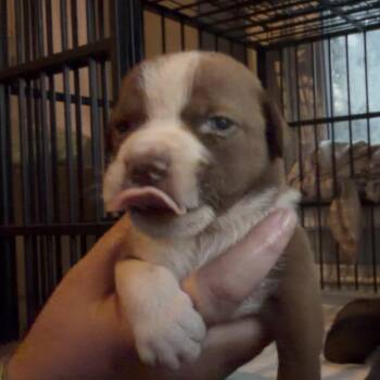 Wilder -  Shih Tzu and Pit Bull Terrier Dog for Adoption in Pittsburg, Kansas - Wilder | PetCurious