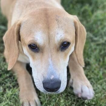 Mixed Breed Dogs Available for Adoption in Helena, Alabama - Lucy | PetCurious