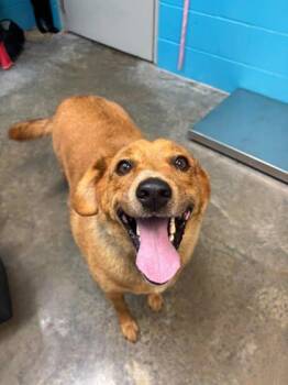Frito -  Labrador Retriever and Mixed Breed Dog for Adoption in Paducah, Kentucky - Frito | PetCurious
