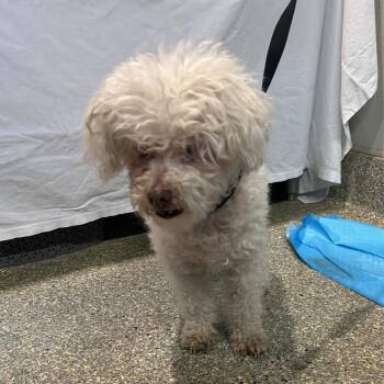 Milk Tea -  Miniature Poodle Dog for Adoption in San Gabriel, California - Milk Tea | PetCurious