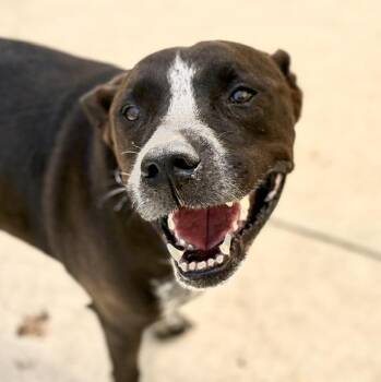 JO JO -  Pit Bull Terrier and Mixed Breed Dog for Adoption in Tulsa, Oklahoma - JO JO | PetCurious