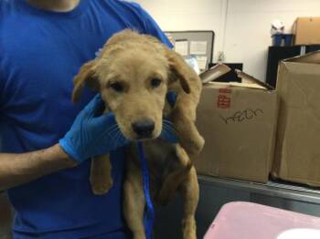 A1922679 -  Golden Retriever and Mixed Breed Dog for Adoption in Thousand Palms, California - A1922679 | PetCurious