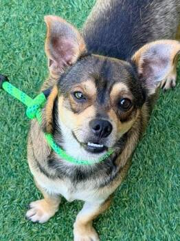 Papi -  Chihuahua Dog for Adoption in Madison, Georgia - Papi | PetCurious